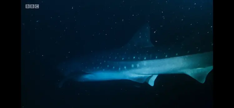Whale shark (Rhincodon typus) as shown in Blue Planet II - Big Blue
